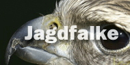 Jagdfalke